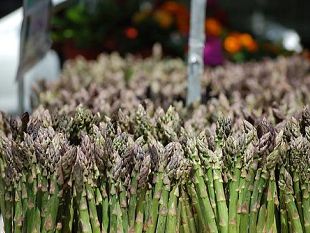 agricoltura-bruciati-dal-gelo-baccelli-e-asparagi-toscani