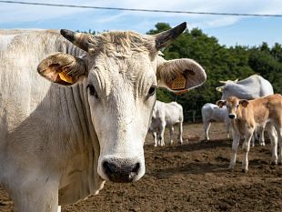 la-chianina-perfetta-ecco-il-vademecum-per-gli-allevatori