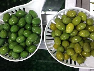 attenzione-alle-olive-verniciate-i-consigli-del-corpo-forestale