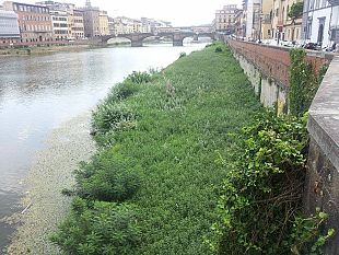 firenze-in-arno-manutenzione-e-verde-dalla-voragine-alla-giraffa