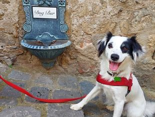 come-faccio-a-gestire-al-meglio-il-mio-cane-con-questo-caldo