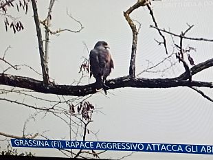 poiana-a-grassina-colpisce-alle-spalle-la-storia-in-tv