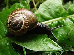 coltivare-in-toscana-500mila-ettari-di-terreni-agricoli-abbandonati