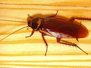 zanzare-mosche-e-scarafaggi-nemici-dell-estate