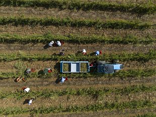 prove-di-vendemmia-in-toscana-la-versilia-la-prima-a-partire