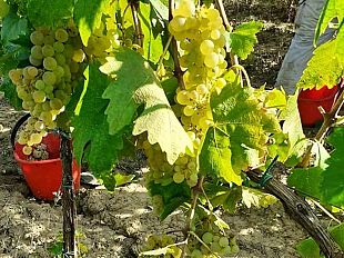 vendemmia-2025-stagione-regolare-e-uve-di-qualita