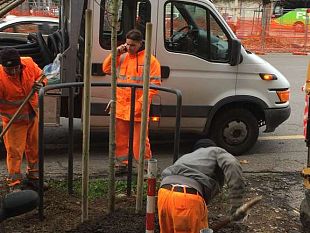 lunedi-potatura-degli-alberi-in-viale-petrarca