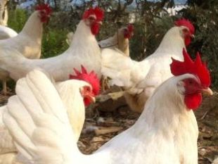 gallina-livornese-nasce-il-primo-club-livornese-di-razza