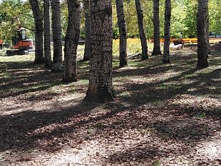 pioppeta-del-galluzzo-al-via-la-sostituzione-degli-alberi