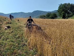 antica-festa-della-battitura-a-san-godenzo