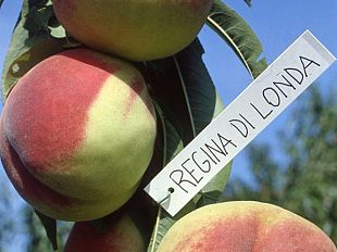 londa-dal-7-al-9-settembre-torna-la-festa-della-pesca-regina