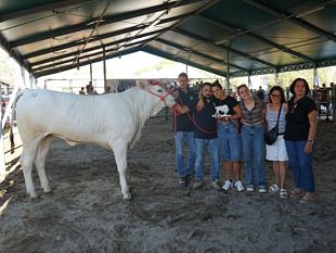 fiera-zootecnica-della-chianina