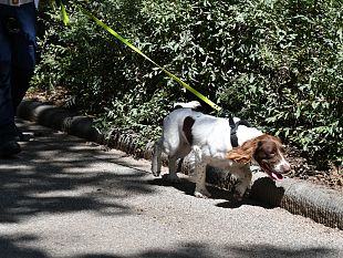 cani-antidroga-polizia-municipale-di-firenze-il-fiuto-di-viola
