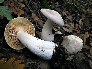 intossicazioni-da-funghi-in-toscana