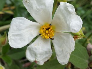 realizzato-il-censimento-della-flora-legnosa-nativa-ed-esotica-di-tutta-la-toscana