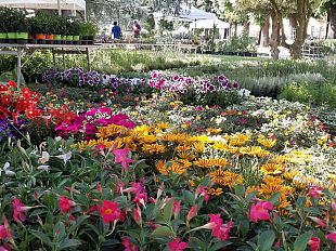 fiorinfiera-a-borgo-san-lorenzo