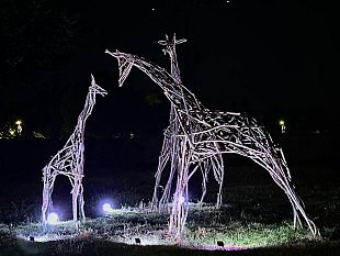 le-giraffe-del-meyer-illuminate-di-notte