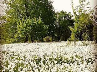 la-via-francigena-dacqua-lungo-le-aree-naturalistiche