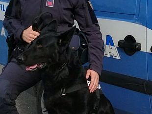 cani-antidroga-polizia-okar-va-in-pensione-a-casa-di-giorgia-la-sua-conduttrice