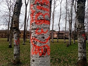 vandali-dipingono-alberi-e-panchine-nella-pioppeta-del-galluzzo