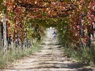 ecomaratona-chianti-classico-vince-giorgio-calcaterra