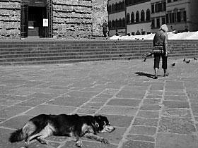 b105111445-a-san-miniato-la-giornata-del-microchip-video