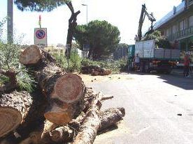 b108171349-iniziato-il-taglio-dei-94-alberi-in-via-masini-ad-empoli