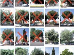verde-saranno-abbattuti-oltre-1100-alberi-sani-per-la-tramvia
