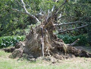 b310241615-platano-a-rischio-crollo-nel-viale-michelangelo-domattina-sara-abbattuto