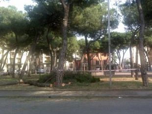 piazza-della-vittoria-i-pini-sono-da-tagliare-o-no
