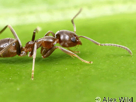 b012301505-biologia-l-arrivo-in-europa-di-specie-animali-e-vegetali-invasive
