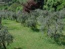 b108161435-allarme-mosca-olearia-nella-provincia-di-firenze