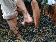 b310071357-uva-pesta-tante-la-richiesta-di-partecipazione