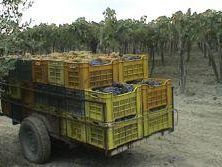 a710191430-vendemmia-annata-che-sfiora-l-eccellenza