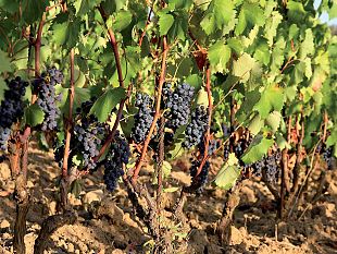 chianti-i-comuni-del-vino-verso-regole-semplici-e-condivise