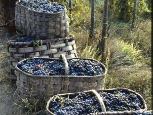 b008202201-la-vendemmia-2010-parte-in-ritardo