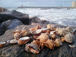 vento-in-toscana-codice-giallo-fino-alle-18-di-venerdi-7-maggio