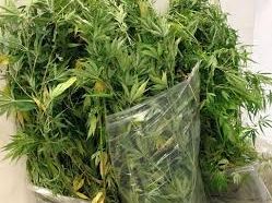 elettricista-coltiva-marijuana-nellorto-di-casa