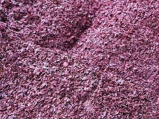 grapperie-aperte-domenica-7-ottobre