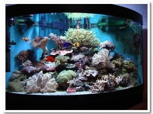 b207271429-200000-visitatori-all-acquario-di-livorno