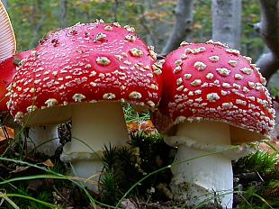 b310241330-i-funghi-del-montalbano-a-castelmartini