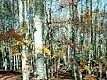 a408091240-feste-e-sagre-di-mezza-estate-sull-amiata-br-a-monticello-amiata-i-mestieri-di-un-tempo-i-nel-centro-storico-l-11-12-13-agosto