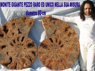 a804141248-nel-magico-mondo-di-conchiglie-minerali-e-fossili