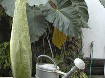a708162325-amorphophallus-titanum-considerata-l-infiorescenza-piu-grossa-del-mondo-sta-fiorendo-nelle-serre-dell-orto-botanico-di-firenze