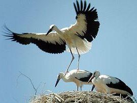 b105031550-birdwatching-nel-padule-di-fucecchio