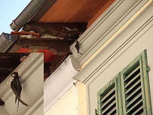 b308172214-firenze-i-piccioni-danno-fastidio