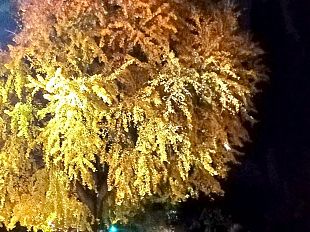 viale-redi-al-posto-dei-pini-106-piante-di-ginkgo-biloba