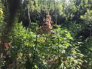 inaugurato-il-giardino-pubblico-di-via-del-gelsomino-alle-due-strade