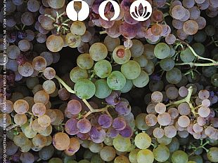 enjoy-elba-primo-magazine-dedicato-alle-eccellenze-elbane