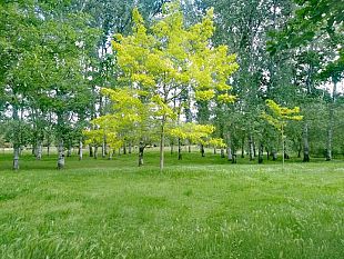 firenze-un-piano-del-verde-intercomunale